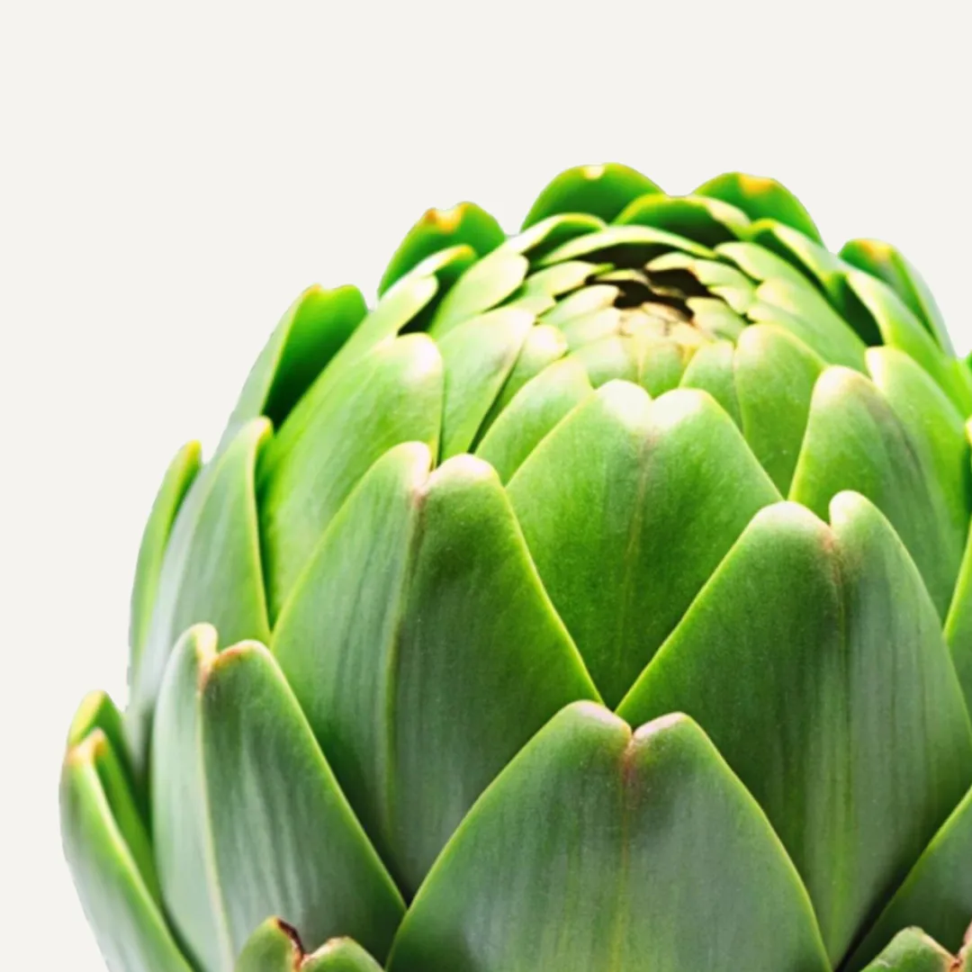 کنگر فرنگی - تصویر 2